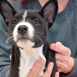 Boy 1 - Maererano's Pure Brilliance - Black and white male Basenji puppy in Lehi, Utah from Maererano Basenjis