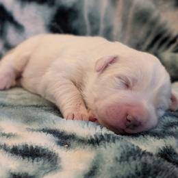 Aspen - White female Great Pyrenees puppy in Tombstone, Arizona from WeVolution Off-Grid