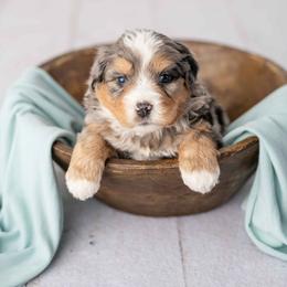 Snickers - Blue merle male Bernedoodle puppy in Lititz, Pennsylvania from Sleepy Hollow Acres
