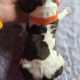 Boy 4 - male English Springer Spaniel puppy in Waynesburg, Ohio from Rebels Ridgeview Acres