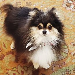 Pomeranians from LolliPoms