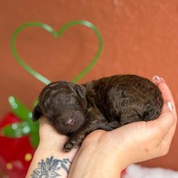 Clover - Brown male Poodle puppy in Midwest City, Oklahoma from Strawberry Hill Puppy Patch
