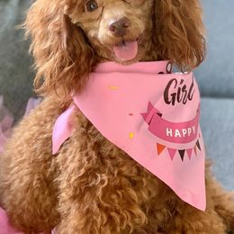 Poodles from Gigi’s Toy Poodle