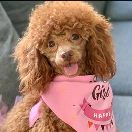 Poodles from Gigi’s Toy Poodle
