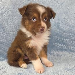 Fitzgerald - Red tri male Toy Australian Shepherd puppy in Citra, Florida from Southpaw Herders LLC