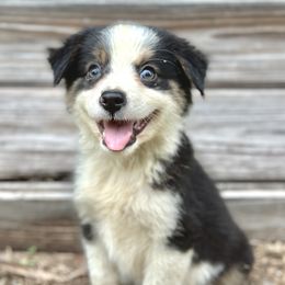 Nova - Black tri female Miniature Australian Shepherd puppy in Saint Cloud, Florida from Dirty Paws