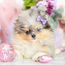Paisley- AKC Black & Tan Merle: One blue eye - Blue merle female Pomeranian puppy in Santa Rosa, California from Cute California Poms