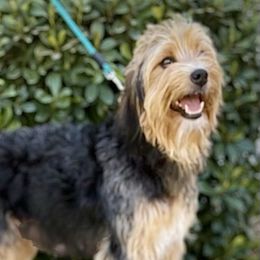 Bernedoodles, Double Doodles, Goldendoodles, and Yorkshire Terriers from Precious Paws