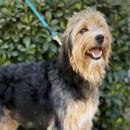 Bernedoodles, Double Doodles, Goldendoodles, and Yorkshire Terriers from Precious Paws
