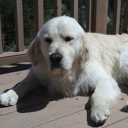 Golden Retrievers from Sunhill English Goldens
