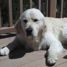 Golden Retrievers from Sunhill English Goldens