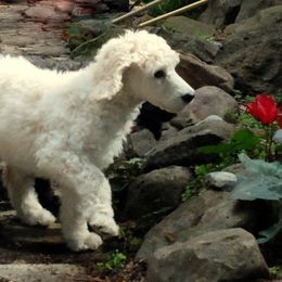 Poodle Puppies from Furball Forest Poodles