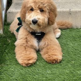 Goldendoodle All Grown Up from Golden Hearted Goldendoodles