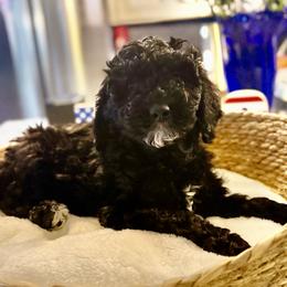 Nova - Black female Goldendoodle puppy in Lake Panasoffkee, Florida from Donnas Deluxe Doodles LLC