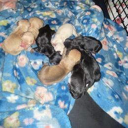 Dachshund puppies from Mimi’s Doxies