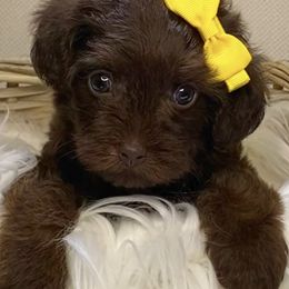 Shihpoos, Yorkipoos, and Yorkshire Terriers from Taylor’s Yorkshire