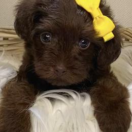 Shihpoos, Yorkipoos, and Yorkshire Terriers from Taylor’s Yorkshire