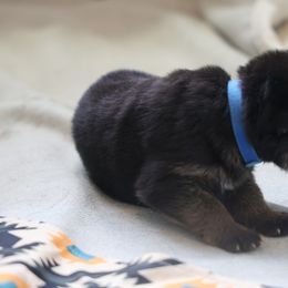 German Shepherd Puppies from Milestone GSDs