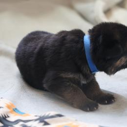 German Shepherd Puppies from Milestone GSDs