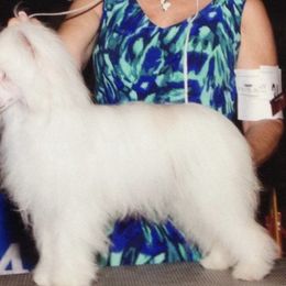 Diamond - Chinese Crested