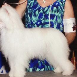 Diamond - Chinese Crested