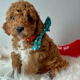 Buddy - Red and white male Cockapoo puppy in Denver, Pennsylvania from Greenview Puppies