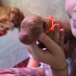 BB8 - Dark golden female Golden Retriever puppy in Driggs, Idaho from SK Golden Retrievers