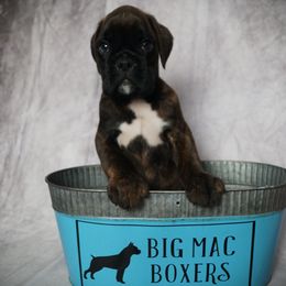 Boxer Puppies from Big Mac Boxers