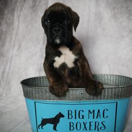 Boxer Puppies from Big Mac Boxers