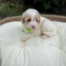 Hughie - Brown and white male Bernedoodle puppy in Cocoa, Florida from The Beach Doodles