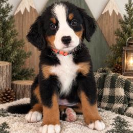 Sierra - Orange Girl - female Bernese Mountain Dog puppy in Redlands, California from Kiss The Doodlez