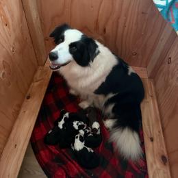 Neytiri - Black female Border Collie puppy in Haiku Pauwela, Hawaii from Blue Ginger Border Collies