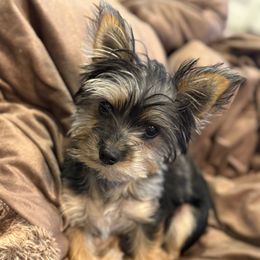 Lola - Yorkshire Terrier