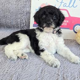 Girl 5 - Parti female Poodle puppy in Bauxite, Arkansas from Mountain Ridge Poodles