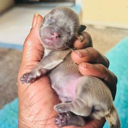 Shitz Tzu - Sable male Shih Tzu puppy in Merrillville, Indiana from Gibbs Gorgeous Paws LLC