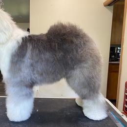 Old English Sheepdog Puppies from Yadah Sheepdogs