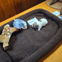 Girl 3 - White and tan female Russell Terrier puppy in Traverse City, Michigan from Boardman valley kennels