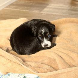 Bessie - Black tri female Miniature Australian Shepherd puppy in Fort Smith, Arkansas from Rye Hill Aussies