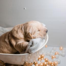 Golden Retriever Puppies from UnrivaledGoldens