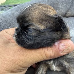 Christmas light - Liver female Shih Tzu puppy in West Palm Beach, Florida from Must Be Love