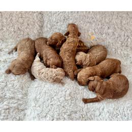 Cockapoo Puppies from Chesley Hill Cockapoos