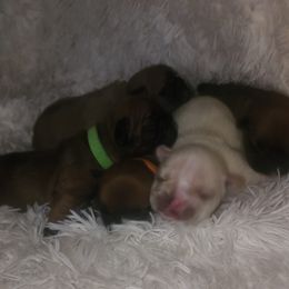 French Bulldog Puppies from Ma Chérie French Bulldogs