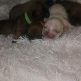 French Bulldog Puppies from Ma Chérie French Bulldogs