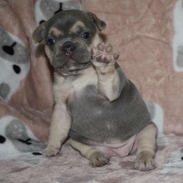 French Bulldog Puppies from Carbonite French Bulldogs