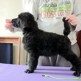 Poodle Puppies from Alue Standard Poodles