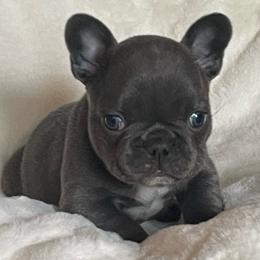 Bubba - Blue male French Bulldog puppy in Santa Rosa County, Florida from Florida Frenchies By the Sea, LLC