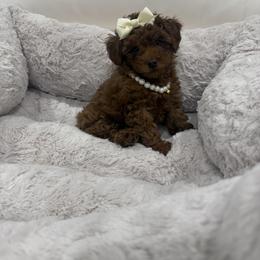 Hazel - Red  female Poodle puppy in Grand Prairie, Texas from Dallas Paw Connect