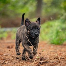 Light Pink Collar - Gold brindle Dutch Shepherd puppy in Dallas, Georgia from Bluestone Creek Dutch Shepherds