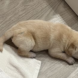 Labrador Retriever Puppies from Hatch Labradors