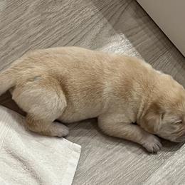 Labrador Retriever Puppies from Hatch Labradors